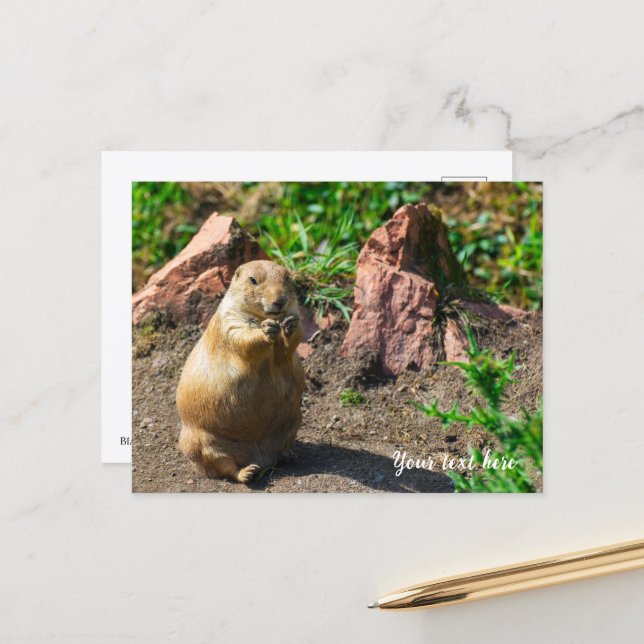 Carte postale de chien de prairie à queue noire (Devant/Arrière en situation)
