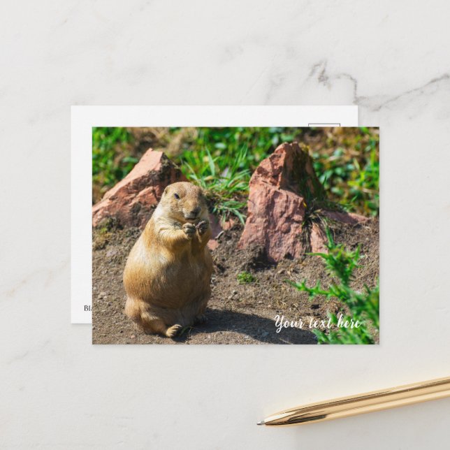Carte postale de chien de prairie à queue noire (Devant/Arrière en situation)