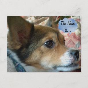 Carte postale de chien de presse