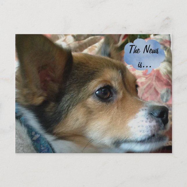 Carte postale de chien de presse (Devant)