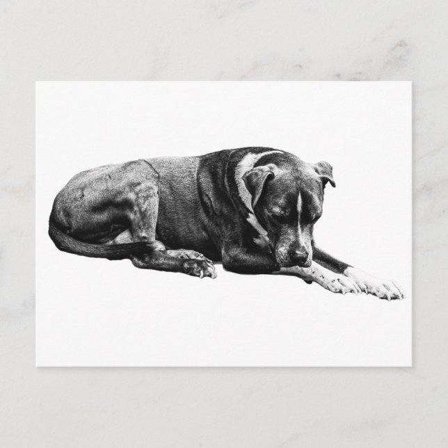 Carte postale de chien de repos (Devant)