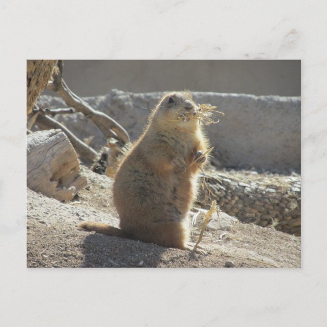 Carte postale de chien des Prairies (Devant)