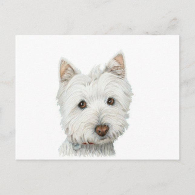 Carte postale de chien mignonne Westie (Devant)