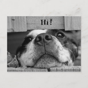 Carte postale de chien mou