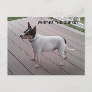 carte postale de chien pour chien de chihuahua