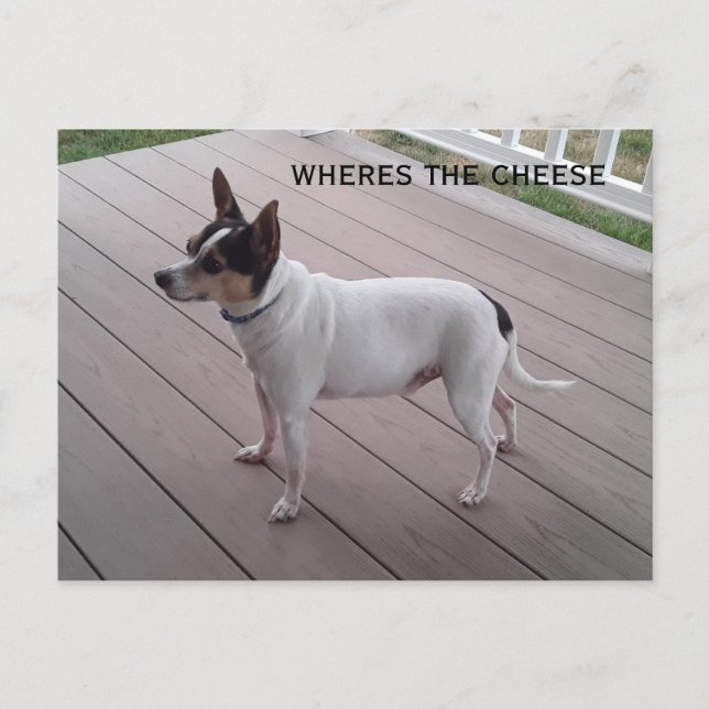 carte postale de chien pour chien de chihuahua (Devant)