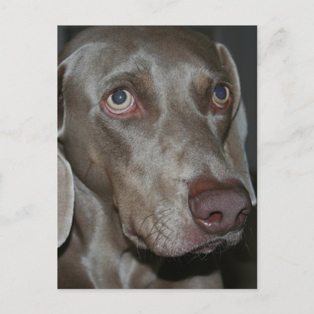 Carte postale de chien Weimaraner (Devant)