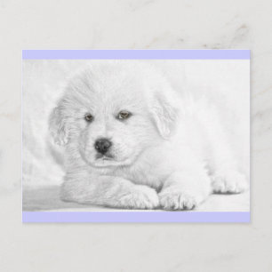 Carte postale de chiot blanc mignon et duveteux