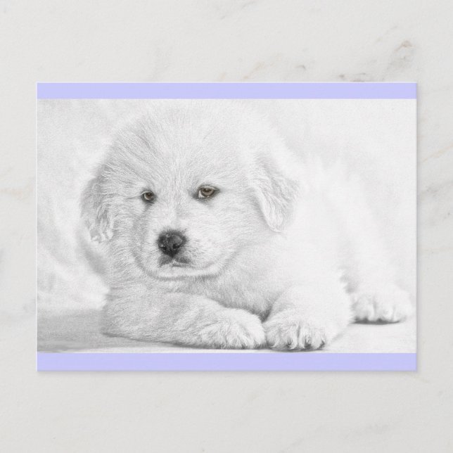 Carte postale de chiot blanc mignon et duveteux (Devant)