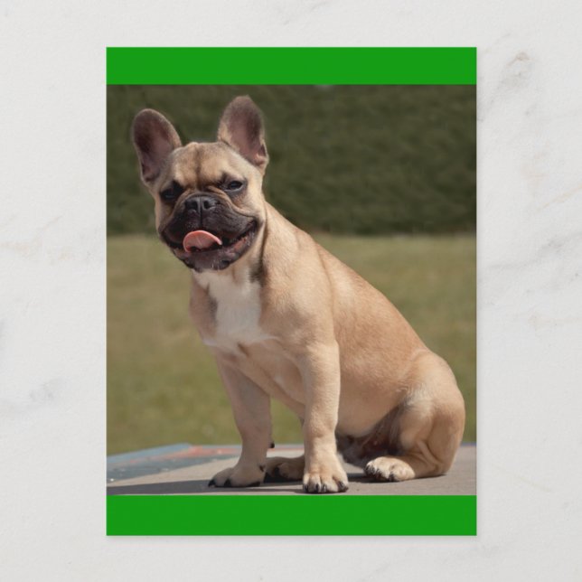 Carte postale de chiot Bouledogue français (Devant)
