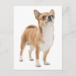 Carte postale de chiot Chihuahua