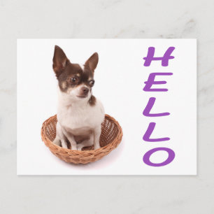 Carte postale de chiot Chihuahua