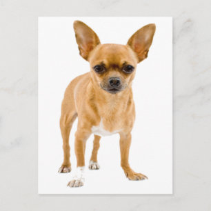Carte postale de chiot Chihuahua