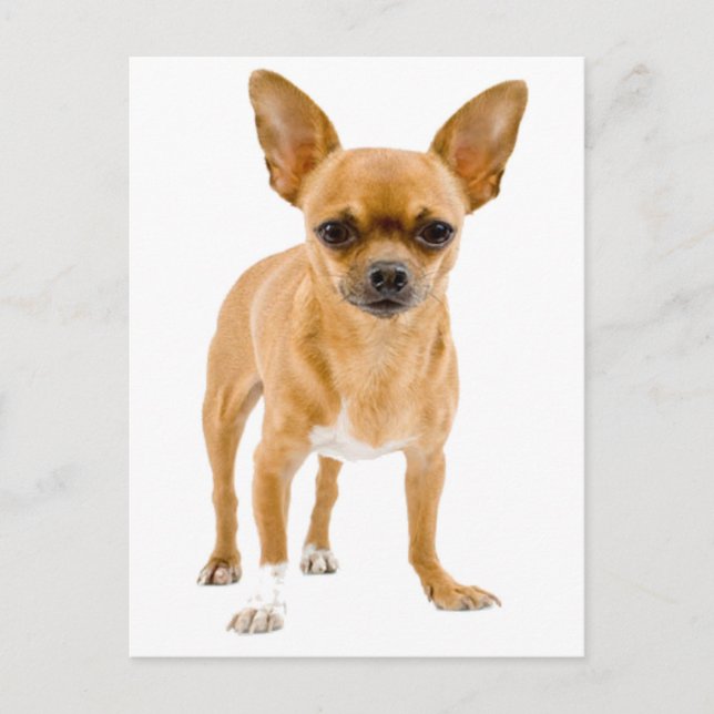 Carte postale de chiot Chihuahua (Devant)