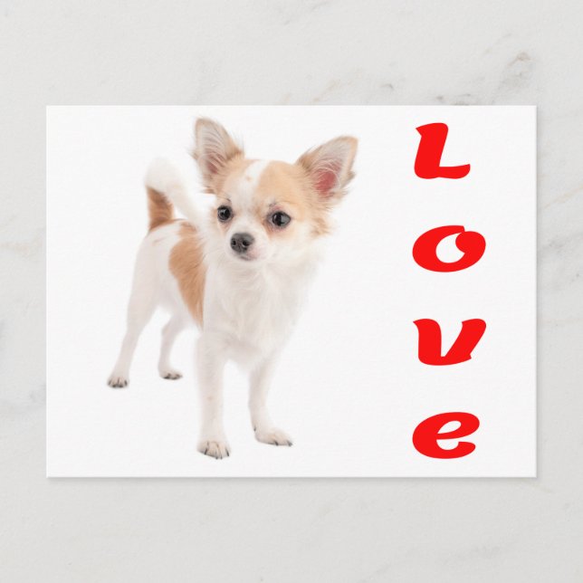 Carte postale de chiot chihuahua (Devant)