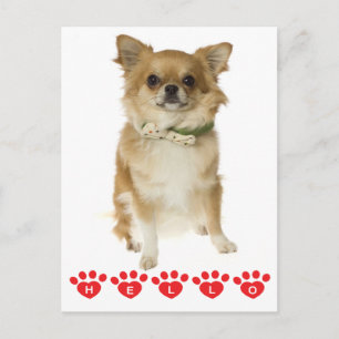 Carte postale de chiot chihuahua