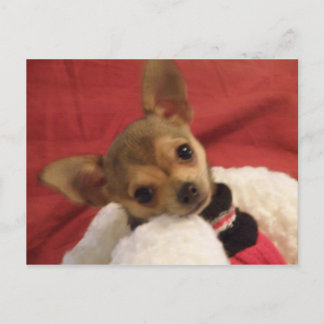 Carte postale de chiot Chihuahua