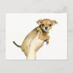 Carte postale de chiot Chihuahua