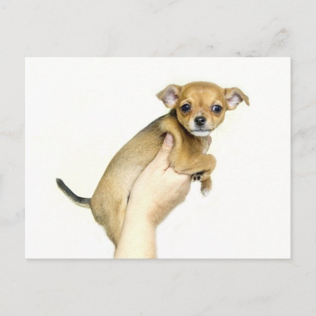 Carte postale de chiot Chihuahua (Devant)