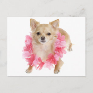 Carte postale de chiot chihuahua à poils longs