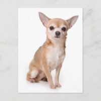 Carte postale de chiot chihuahua adorable