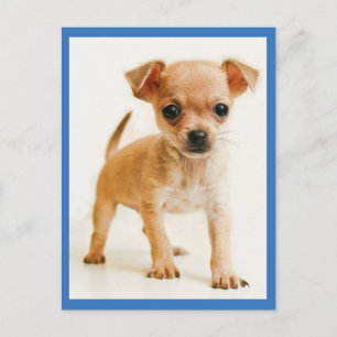 Carte postale de chiot chihuahua adorable