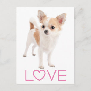 Carte postale de chiot Chihuahua aux longs poils