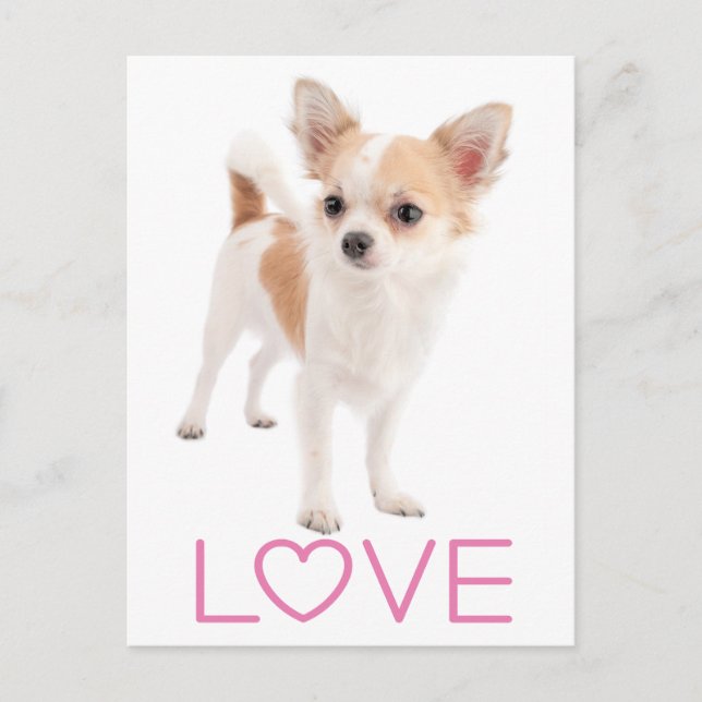 Carte postale de chiot Chihuahua aux longs poils (Devant)