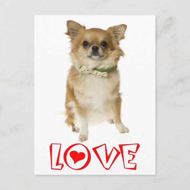 Carte postale de chiot Chihuahua aux longs poils (Devant)