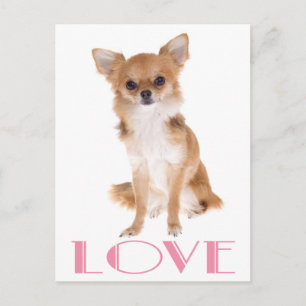 Carte postale de chiot Chihuahua aux longs poils