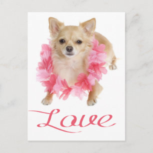 Carte postale de chiot Chihuahua aux longs poils d