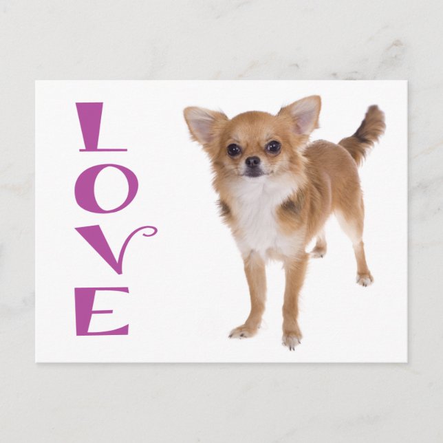 Carte postale de chiot Chihuahua aux longs poils d (Devant)