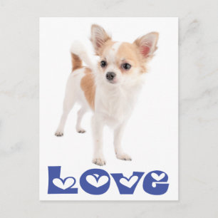 Carte postale de chiot Chihuahua aux longs poils d