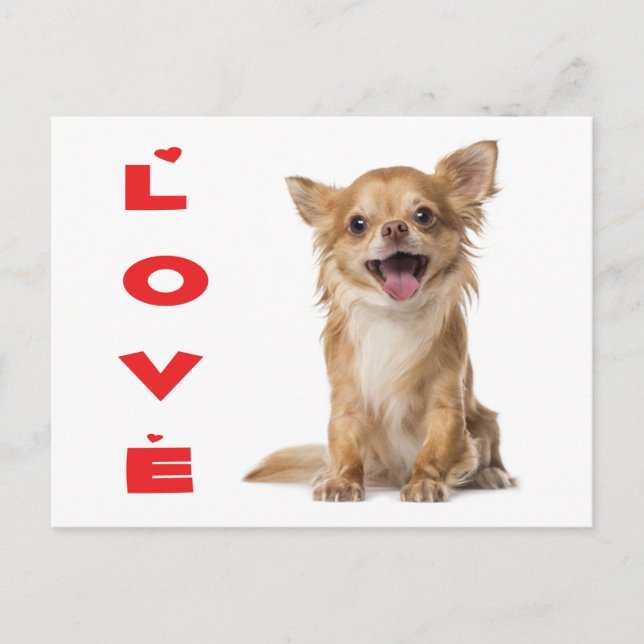 Carte postale de chiot Chihuahua aux longs poils d (Devant)
