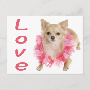 Carte postale de chiot chihuahua aux longs poils e