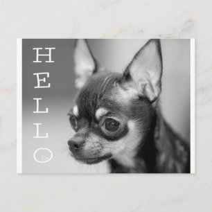 Carte postale de chiot Chihuahua « Bonjour »