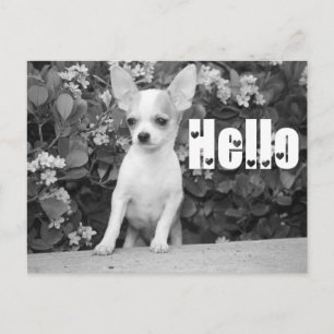 Carte postale de chiot Chihuahua « Bonjour »