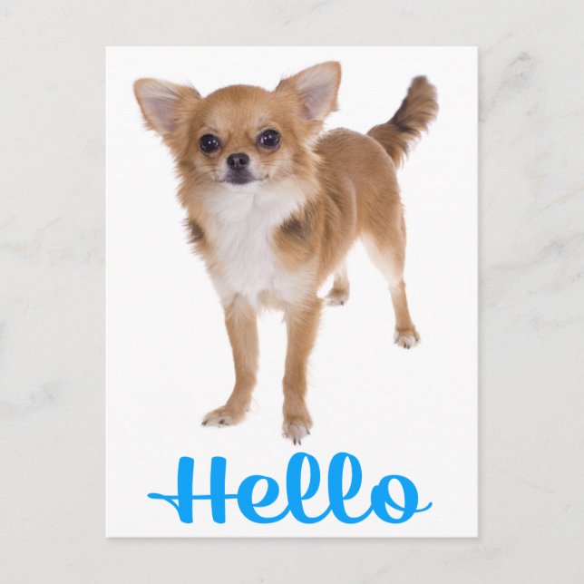 Carte postale de chiot Chihuahua « Hello » (Devant)