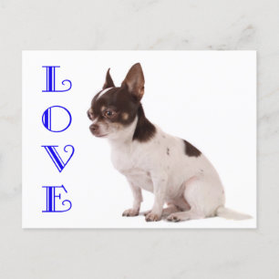 Carte postale de Chiot Chihuahua Love