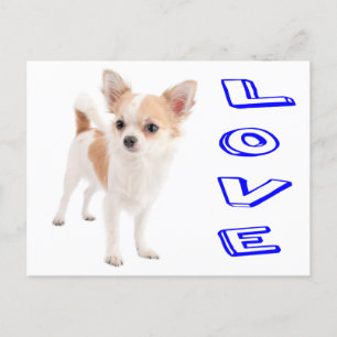 Carte postale de Chiot Chihuahua Love