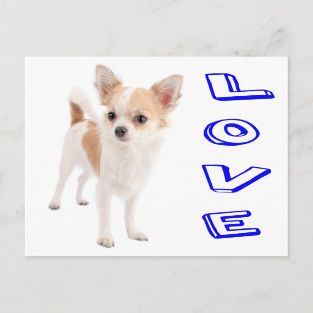 Carte postale de Chiot Chihuahua Love (Devant)