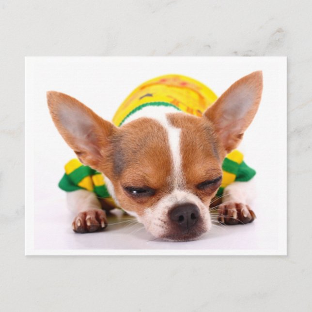 Carte postale de Chiot Chihuahua Love (Devant)