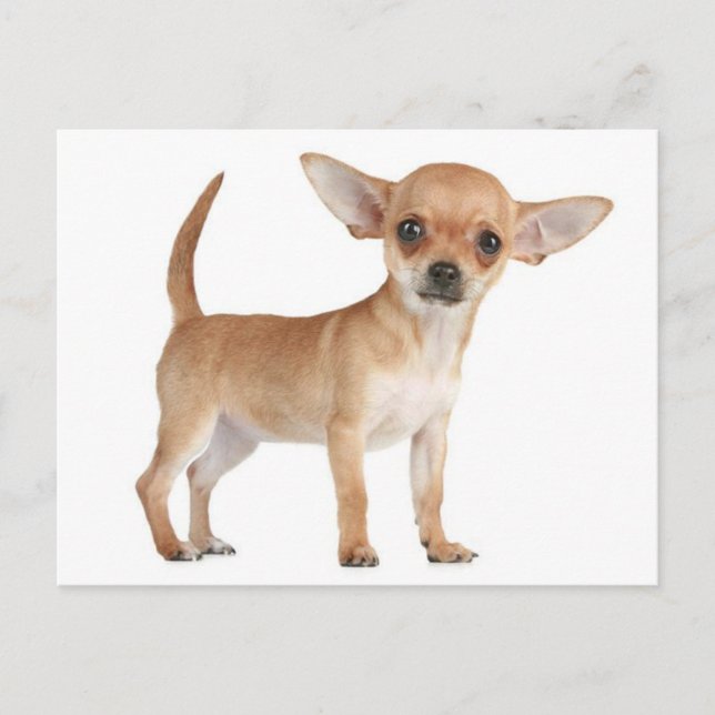 Carte postale de Chiot Chihuahua Love (Devant)