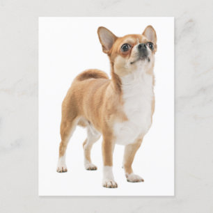 Carte postale de Chiot Chihuahua Love