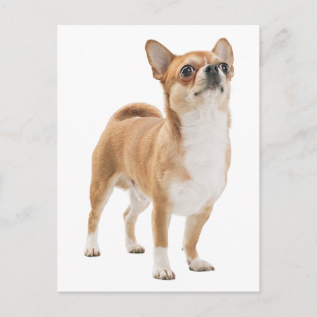 Carte postale de Chiot Chihuahua Love (Devant)