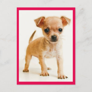 Carte postale de Chiot Chihuahua Love