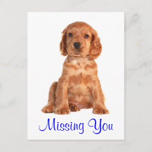 Carte postale de chiot Cocker Spaniel Vous manquez
