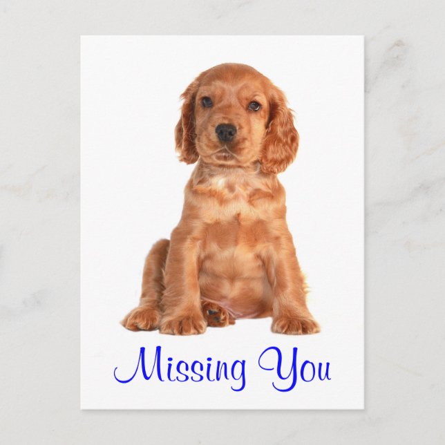 Carte postale de chiot Cocker Spaniel Vous manquez (Devant)