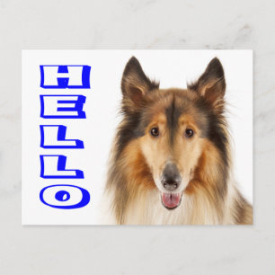 Carte postale de chiot colley