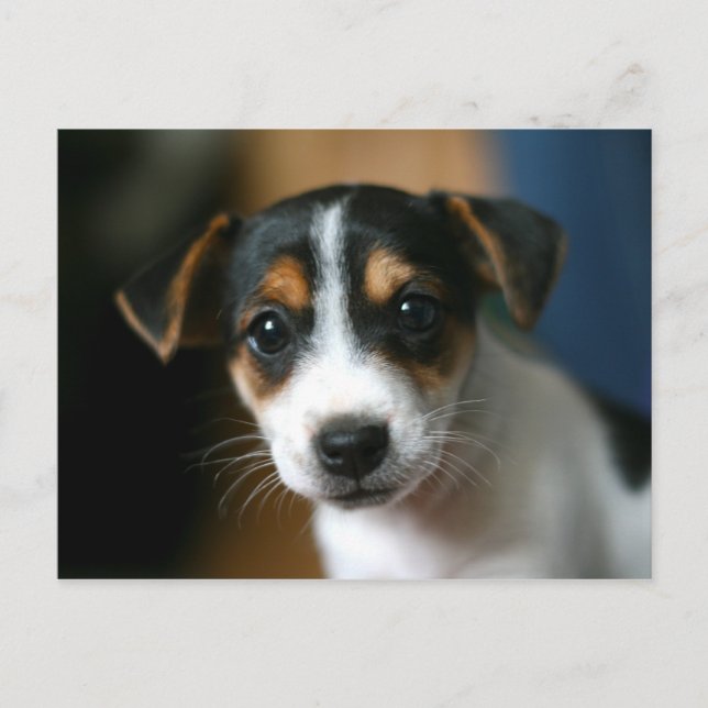 Carte postale de chiot - Jack Russell Terrier (Devant)